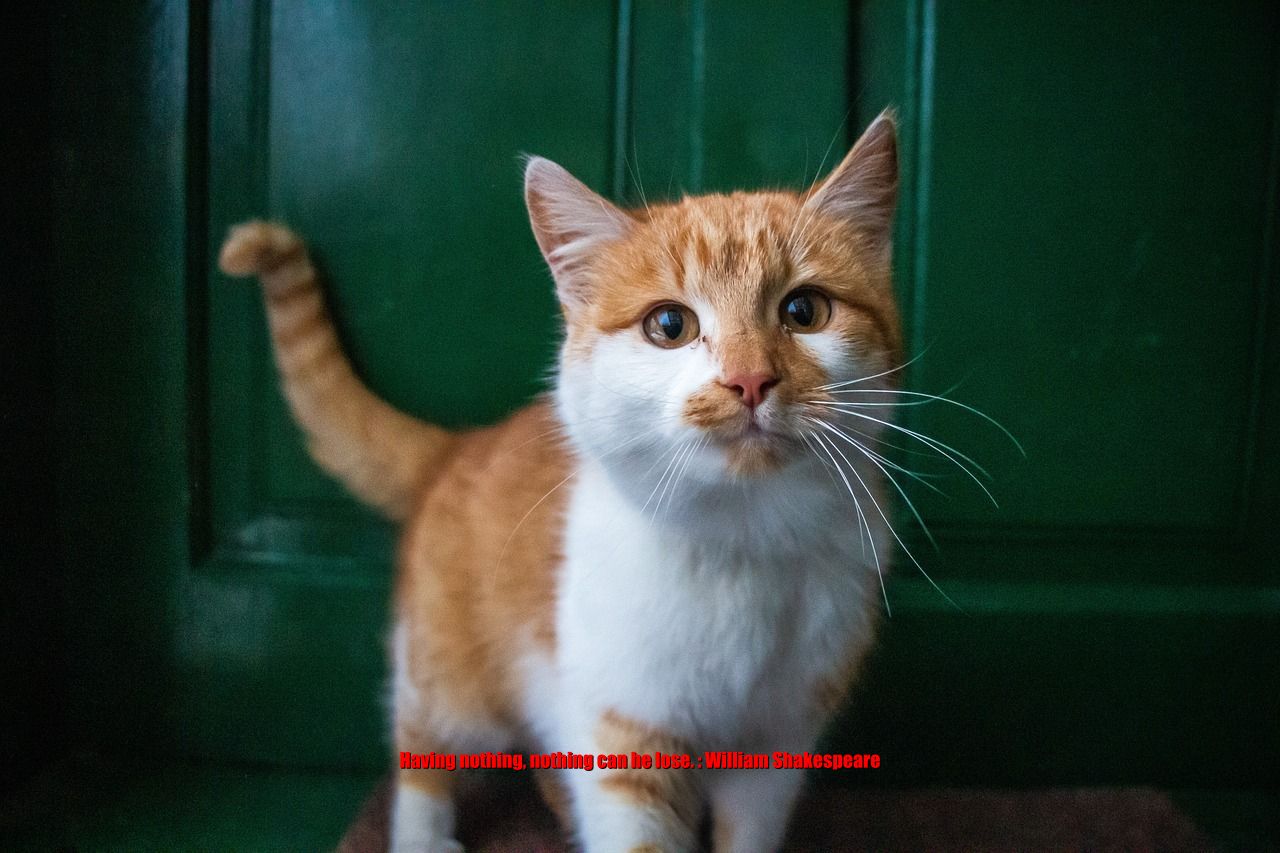 Cat says